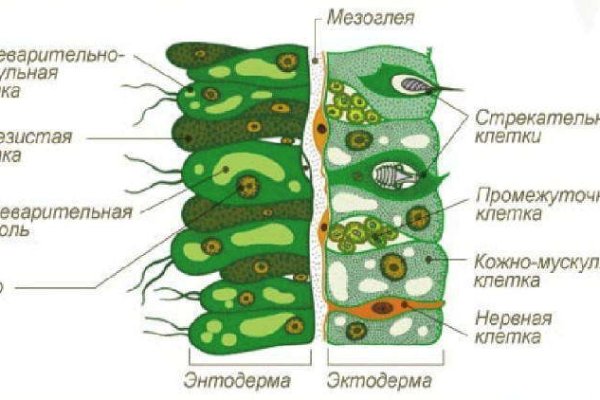 Где найти ссылку на кракен