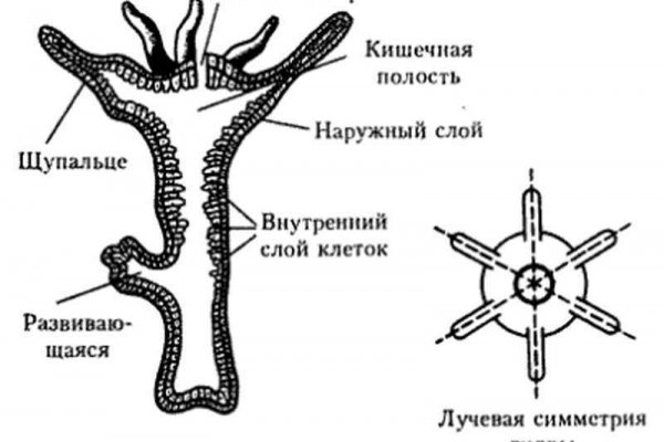 Ссылка на кракен onion kraken dark link